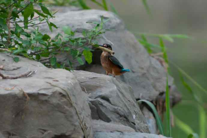 奇异翠少.衔棒苦练叼鱼功