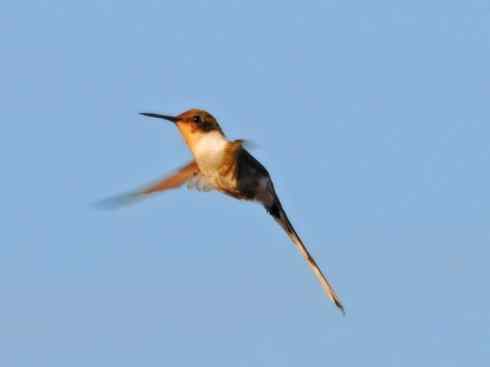 鸟类之最:角蜂鸟