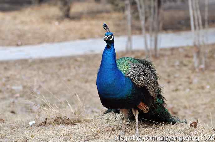 蓝孔雀