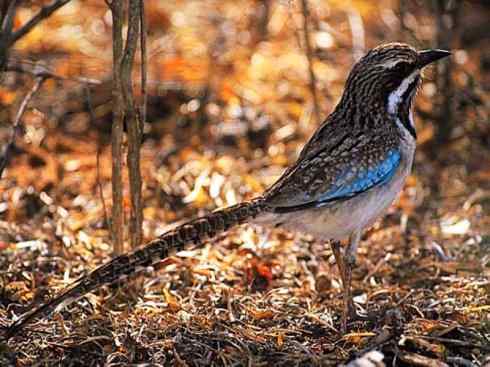 绝色攀禽：佛法僧目