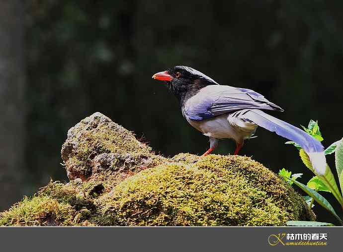 休闲拍鸟之二:红嘴蓝鹊 休闲拍鸟之二:红嘴蓝鹊