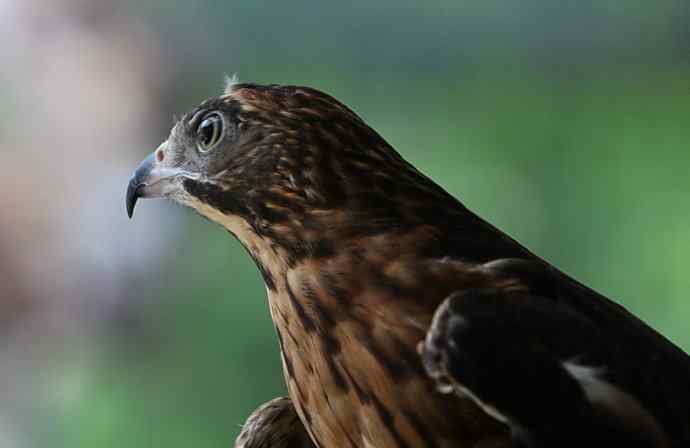 穷人初哥打鸟习作 穷人初哥打鸟习作