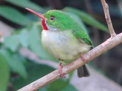 绝色攀禽：佛法僧目之短尾鴗