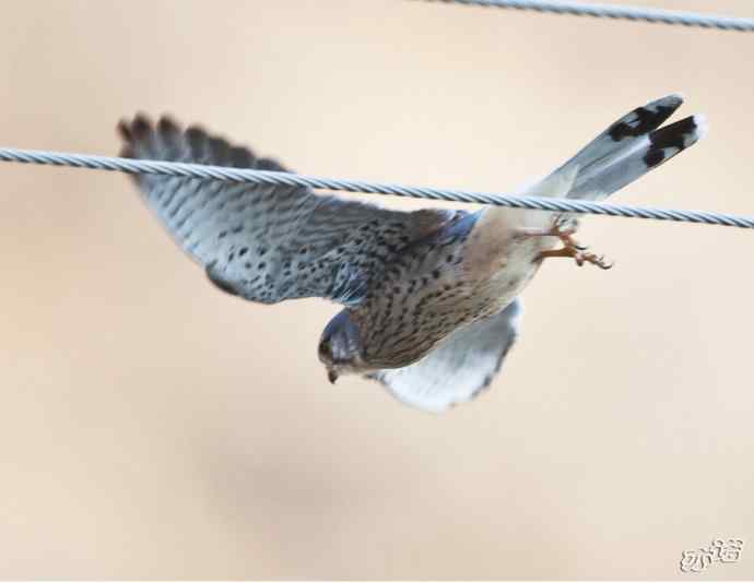 红隼吞鼠全记录（之二）