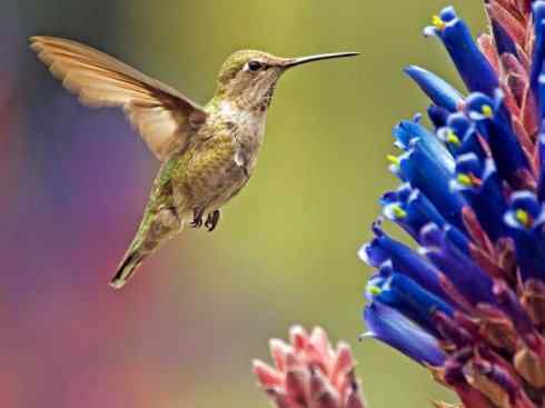鸟类之最：吸蜜蜂鸟
