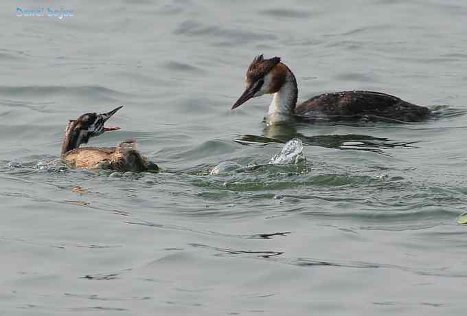 颐和园的凤头