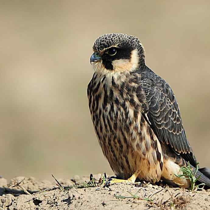 康西草原拍鈥溍外澚憔嗬耄ㄑ圉佬凑妫