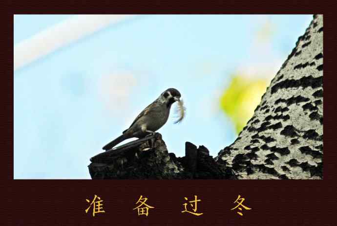 准备过冬（记实）