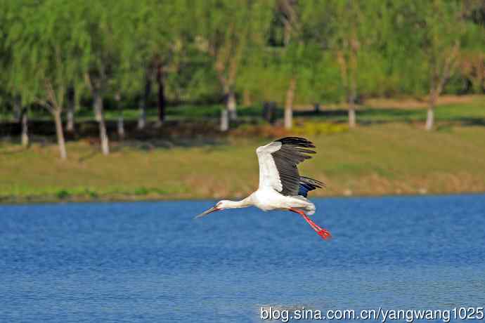 饱餐后的东方白鹳
