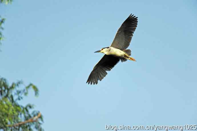 飞(夜鹭)71 飞(夜鹭)71