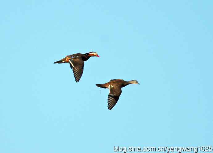 热恋季节的鸳鸯