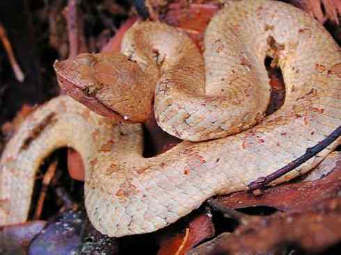 龙：传说的兽原型探秘（蝮蛇类）