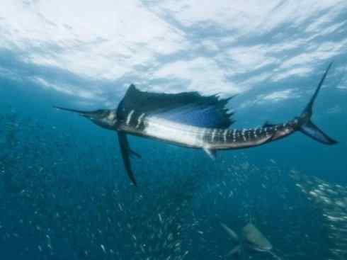 自然奇观：动物大迁徙(沙丁鱼)