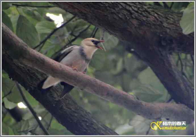 雨天拍鸟的惊喜【照片】