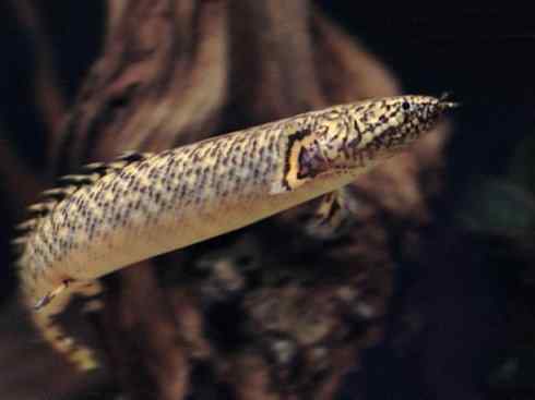 鱼类活化石:多鳍鱼 鱼类活化石:多鳍鱼