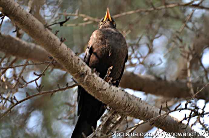 哇！我知道了！它的名字叫乌鸫dong