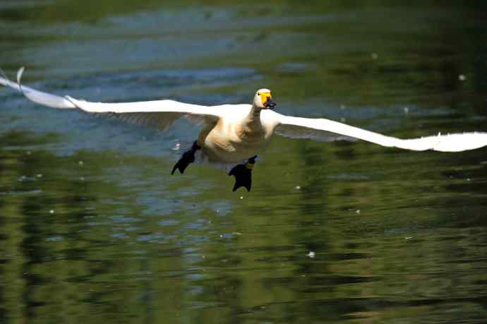 迎面飞来白天鹅