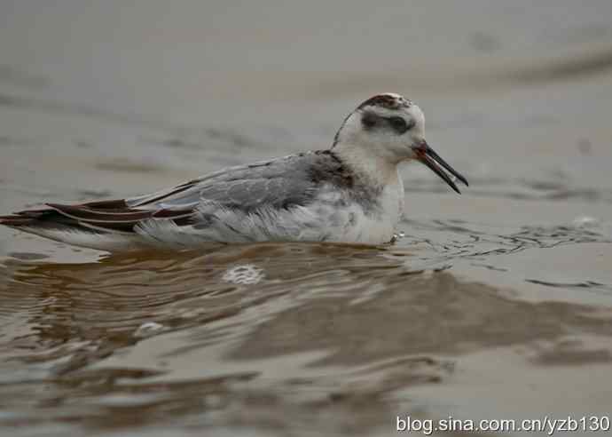 小洋口罕见过境鸟——红颈瓣蹼鹬（组图，5张图片）