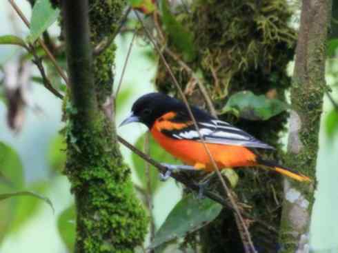 美丽无罪:雀鸟之朱鹂 美丽无罪:雀鸟之朱鹂