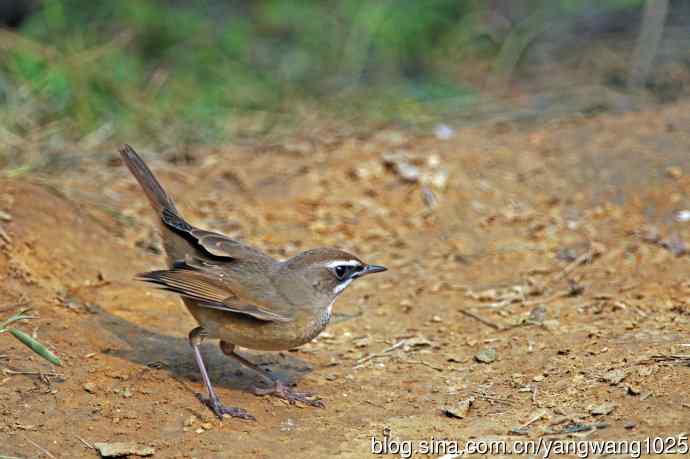 雄性红喉歌鸲（22）