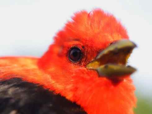 极品红色鸟类：猩红比蓝雀