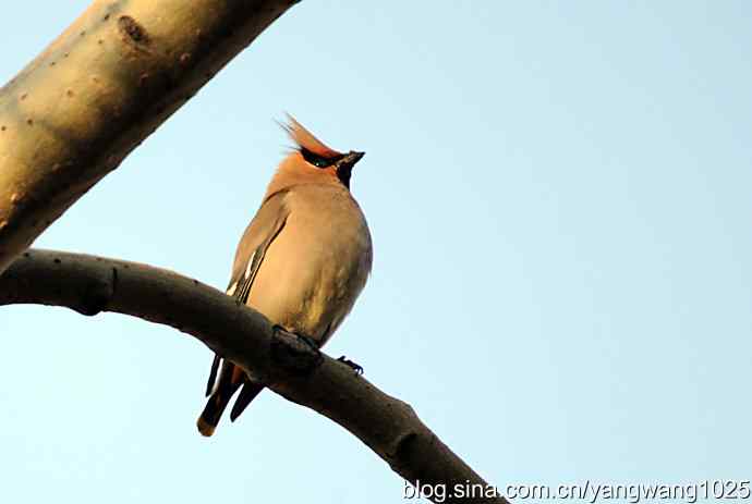 太平盛世赏太平