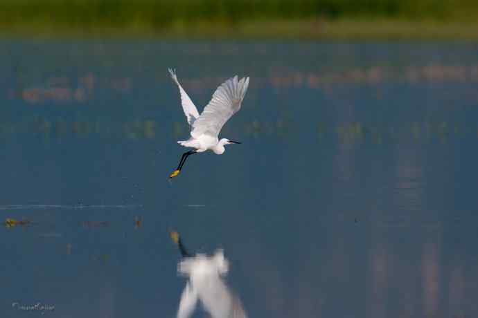 野鸭湖.生境白鹭