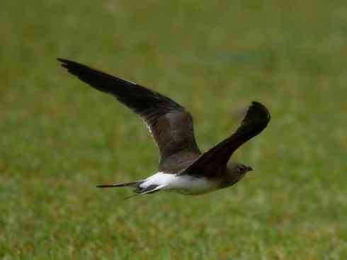 雀鸟也彪悍：与鳄共舞（埃及鸻）