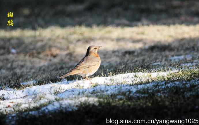 杂片（随走随拍）