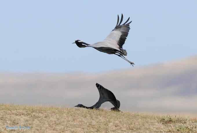 达里诺尔湖的蓑羽鹤