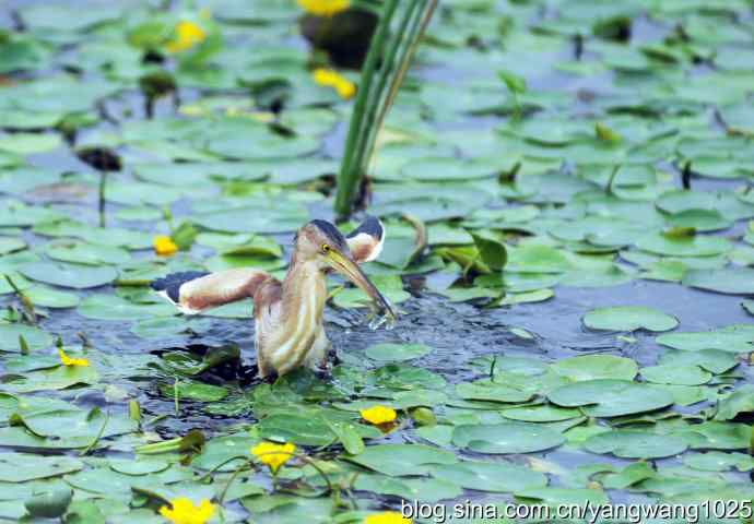 北京将府公园的鸟类——早餐（黄苇鳽捕鱼纪实续）