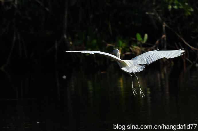 美国鸟类摄影——白色的小蓝鹭 (3)