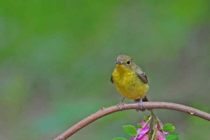 雌性绿背姬鶲（10）