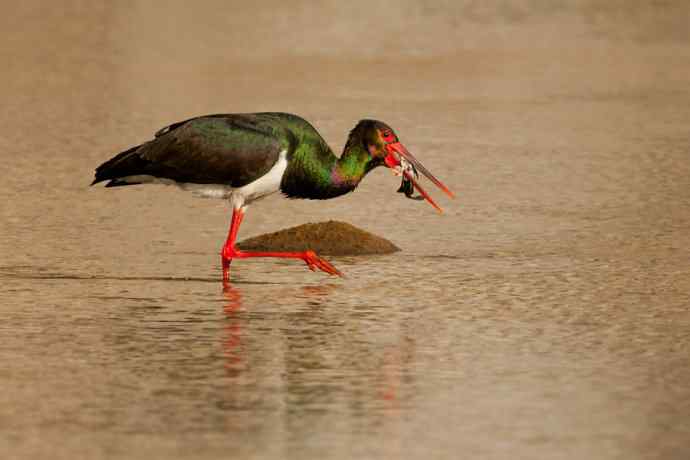 鹭鹳相争 wbr拍翁得意☆★