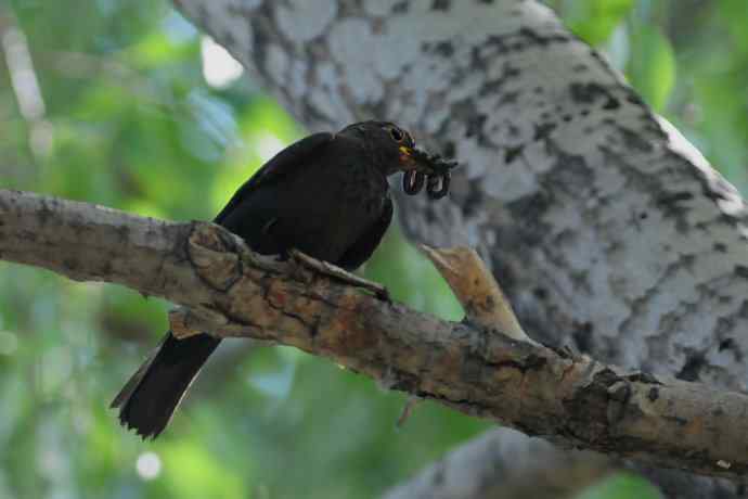 六一节 wbr乌鸫小盆友奋力初飞