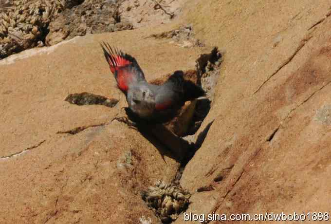 优雅红翅 旋壁山岩