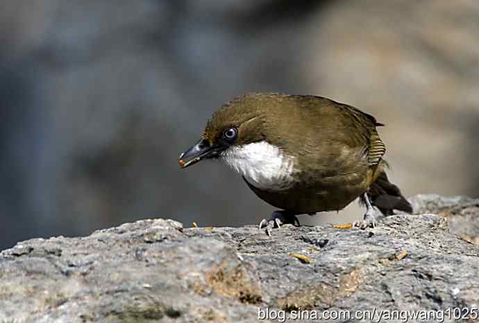 北京又现新品种(白喉噪鹛) wbr3 北京又现新品种(白喉噪鹛) wbr3