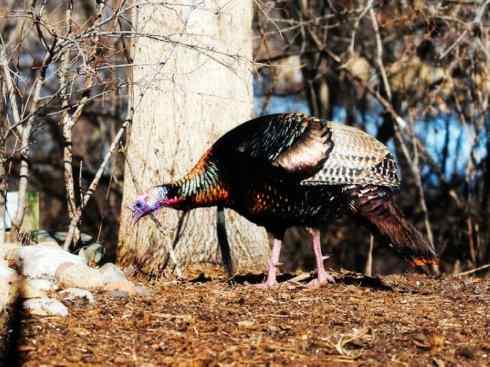 奇特的盔：眼斑吐绶鸡