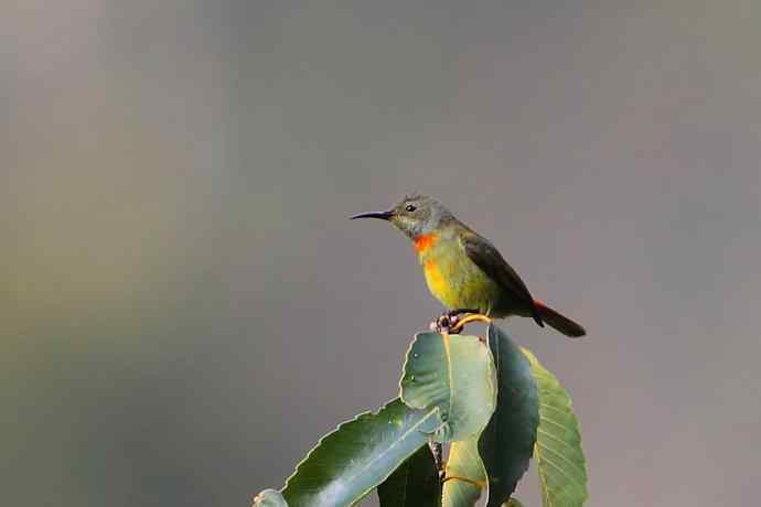 因太阳而更加美丽，因红尾而呈上吉祥