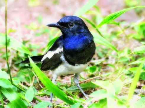 雀鸟也彪悍：谁怕谁（鹊鸲）