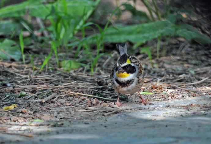 黄喉鹀 wbr4 黄喉鹀 wbr4