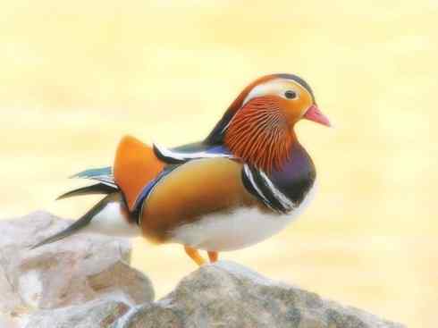 雁鸭之最之二（鸳鸯、疣鼻栖鸭、叫鸭）