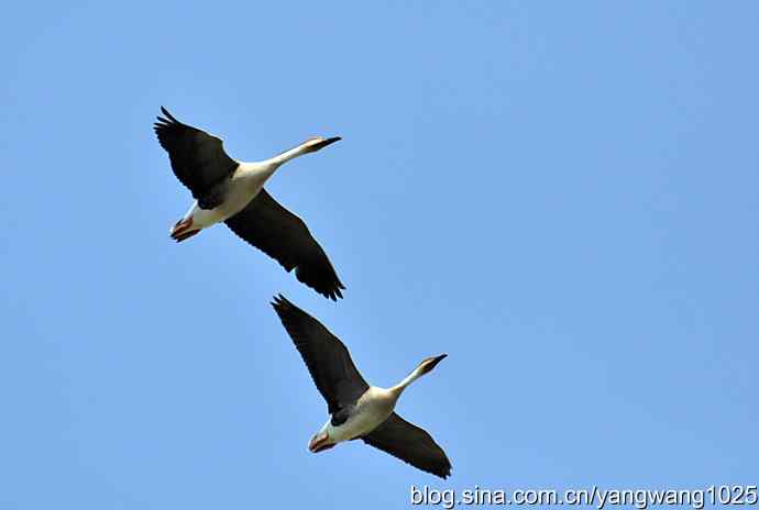上庄水库的收获（鸿雁）2