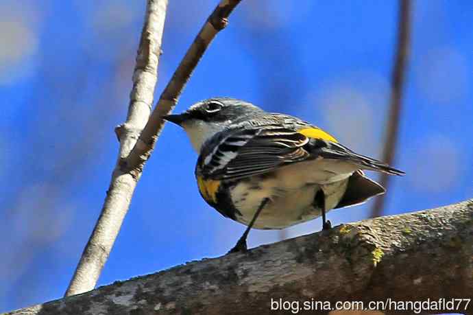 黄腰白喉林莺（3）