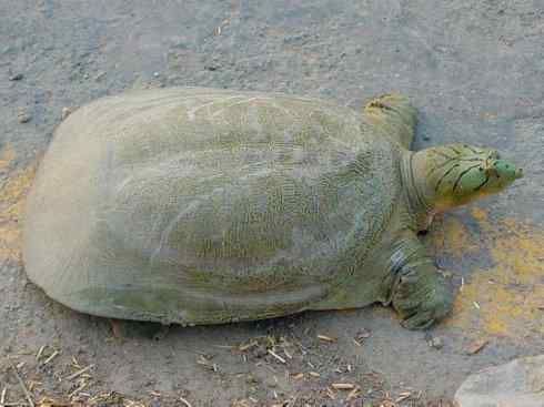 玄武:传说的兽原型探秘(鳖) 玄武:传说的兽原型探秘(鳖)