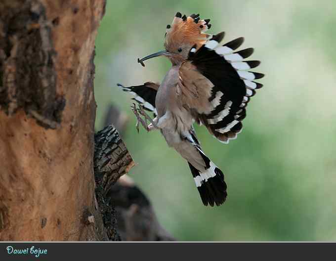 又到戴胜育雏时