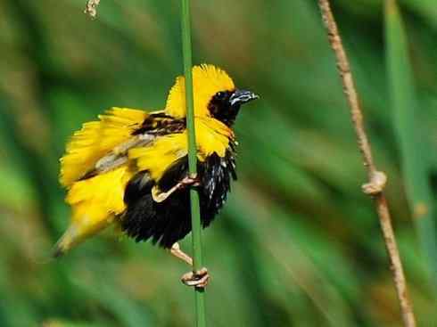 极品红色鸟类：红艳织雀