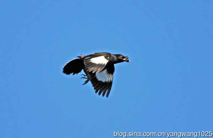 捕飞虫的八哥（记实）续1