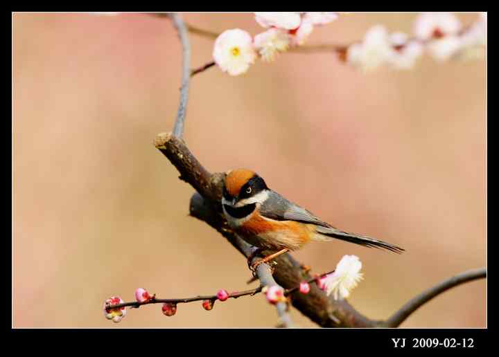 武汉观鸟会初级观鸟讲座[第9课]——小型鸟类