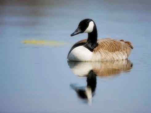 家禽驯化之源之十三（大雁、丹顶鹤）